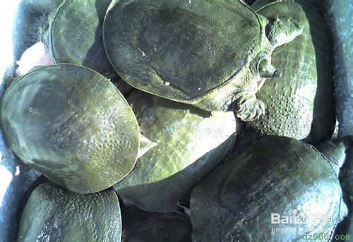 龍魚麻醉過程中的生命監測：如何判斷龍魚麻醉深度