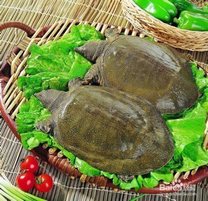 龍魚麻醉過程中的生命監測：如何判斷龍魚麻醉深度