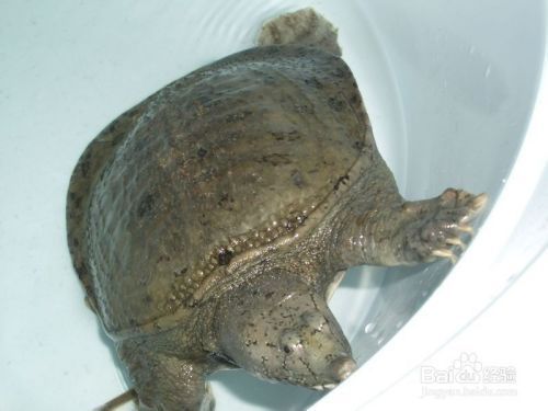 龍魚麻醉過程中的生命監測：如何判斷龍魚麻醉深度
