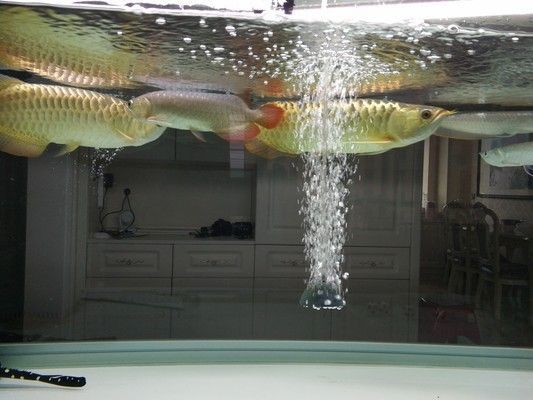 成年龍魚營養需求分析：成年龍魚的營養需求