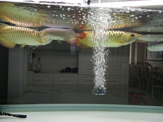 成年龍魚營養需求分析：成年龍魚的營養需求