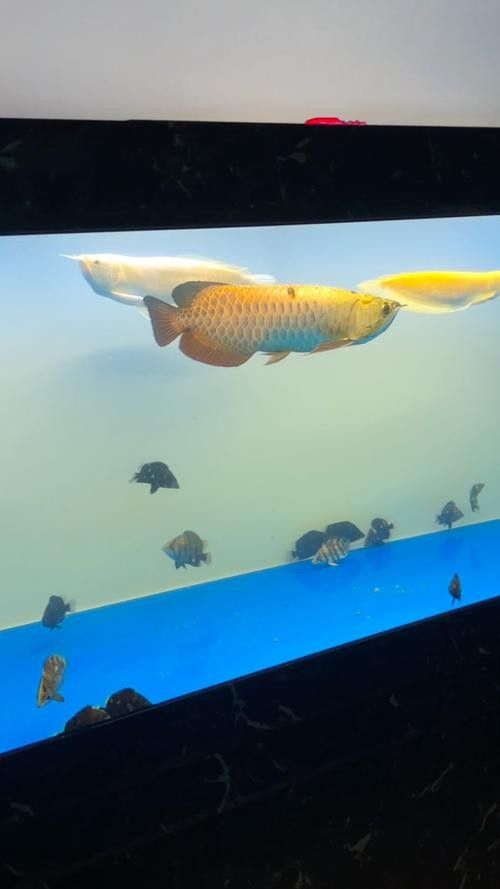 高清龍魚魚缸背景圖片大全大圖