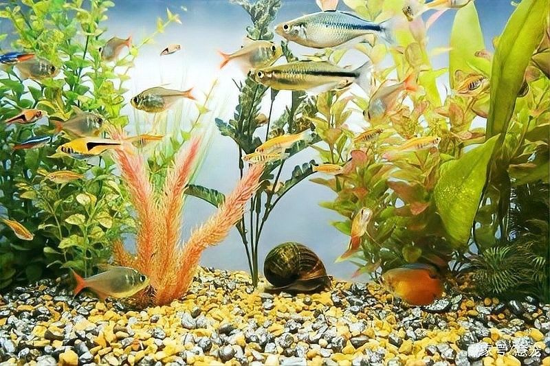 高清龍魚魚缸背景圖片大全大圖