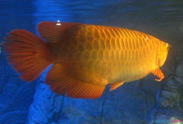 金龍魚和黃鰭鯧混養：在考慮金龍魚和黃鰭鯧是否可以混養之前需要了解一些關于金龍魚的基本知識