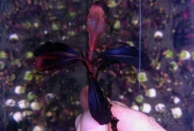 龍魚身上有白色絮狀物龍魚身上有一層白膜：龍魚身上一層白色的膜是什么魚？解析與防治方法