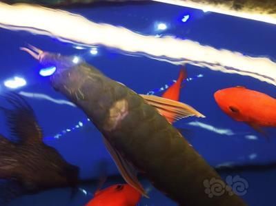 金龍魚突然撞缸是什么意思：金龍魚撞缸是什么原因