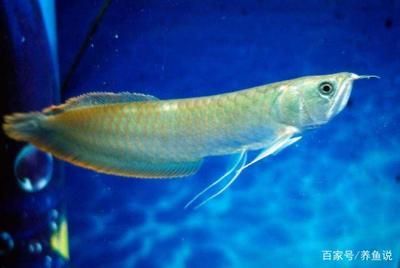 金龍魚突然撞缸是什么意思：金龍魚撞缸是什么原因