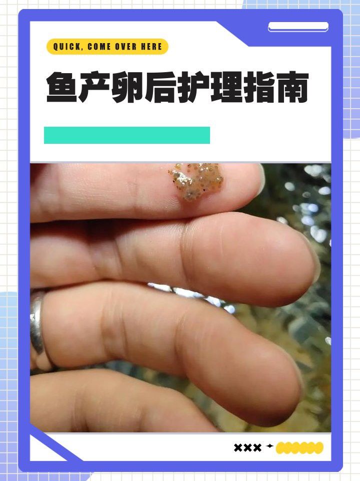 金龍魚繁殖后如何護理雄魚？