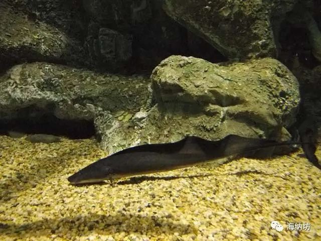 裸臀魚有牙嗎