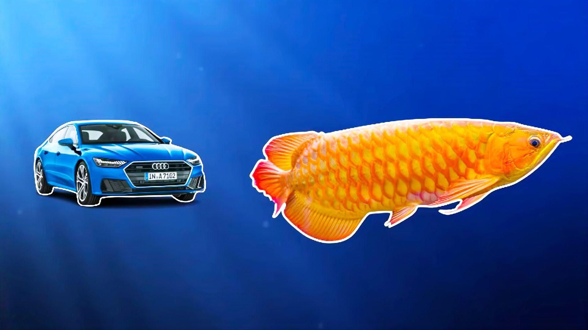 龍魚視頻欣賞