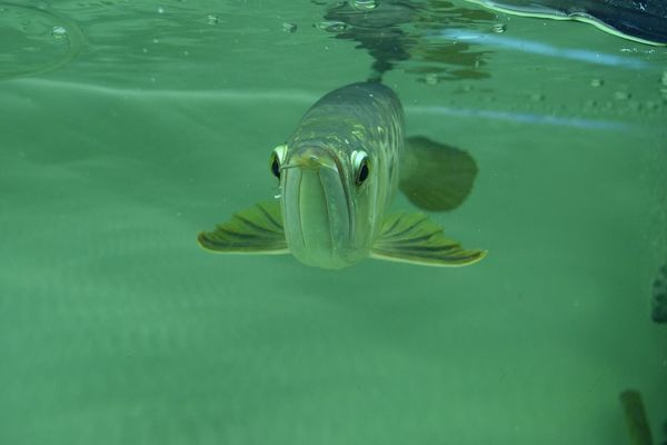 龍魚發(fā)色順序表圖片：如何獲取龍魚發(fā)色順序表圖片龍魚發(fā)色順序表圖片