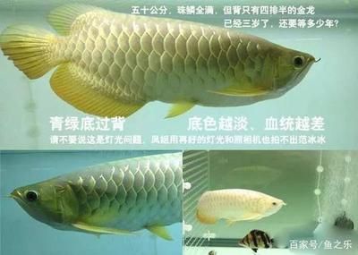 金龍魚可以養多少年（金龍魚的壽命受到多種因素影響，如何延長金龍魚壽命）