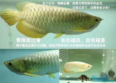 金龍魚可以養多少年（金龍魚的壽命受到多種因素影響，如何延長金龍魚壽命）