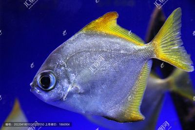 黃鰭鯧和龍魚混養(yǎng)需要注意以下幾點(diǎn)，養(yǎng)魚者需謹(jǐn)慎操作：黃鰭鯧和龍魚可以混養(yǎng)嗎