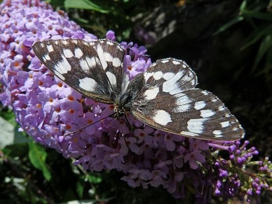 紅寶石魚混養(yǎng)疾病預(yù)防：如何判斷紅寶石魚健康狀況