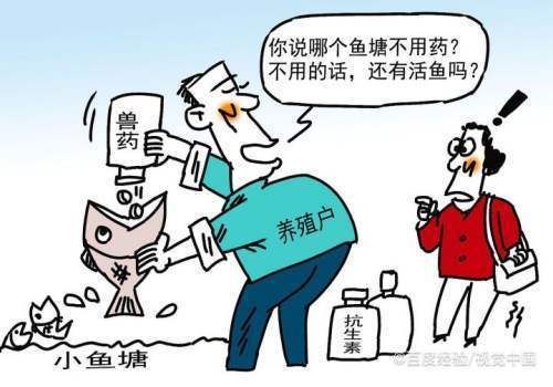 紅寶石魚混養(yǎng)疾病預(yù)防：如何判斷紅寶石魚健康狀況