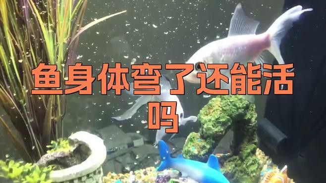 過背金龍七鰭卷曲怎么辦？