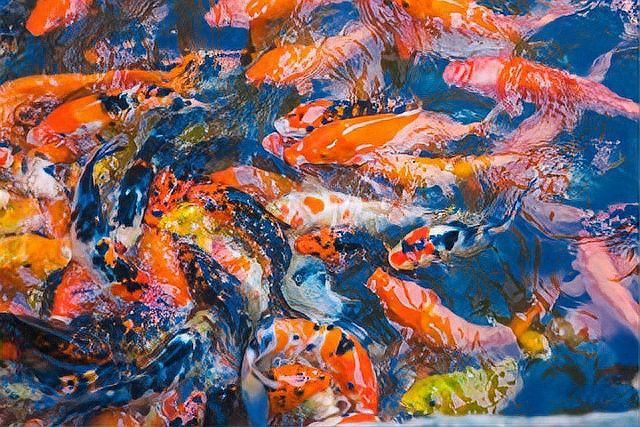 過背金龍七鰭卷曲怎么辦？