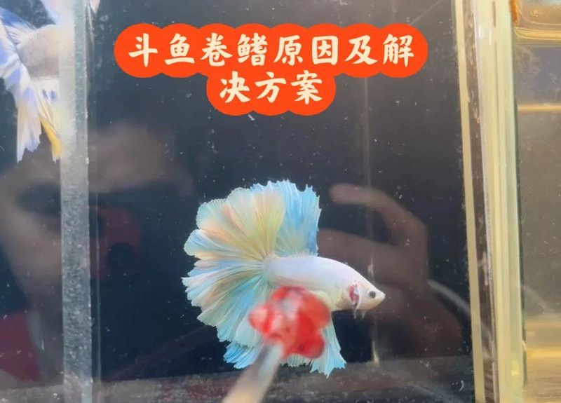 過背金龍七鰭卷曲怎么辦？