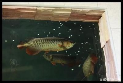 龍魚與虎魚混養(yǎng)好嗎：龍魚與虎魚混養(yǎng)的注意事項