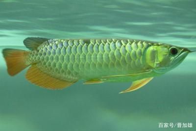 龍魚下藥后幾天換水（龍魚下藥后多久換水）