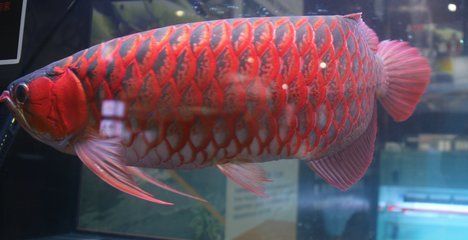 九條紅龍魚