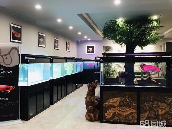 武漢龍魚轉讓最新信息價格