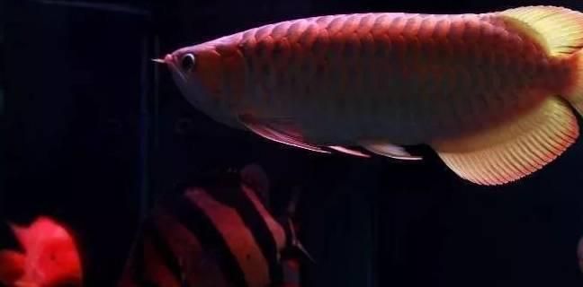 龍魚開燈時間長會掉眼嗎為什么：關于龍魚掉眼的詳細解釋