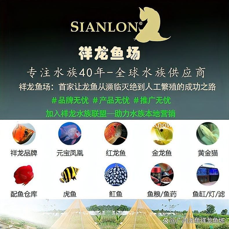 龍魚能養(yǎng)多久不吃東西