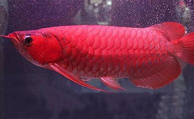 龍魚最高價格是多少錢：龍魚最高價格可達數十萬元人民幣，血紅龍魚價格可達數十萬元