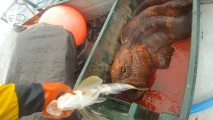 龍魚怎么抓出來：龍魚的正確抓捕方法