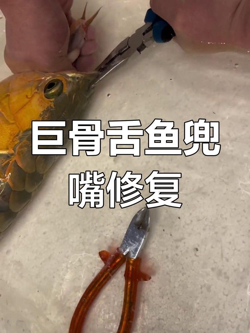 銀龍魚翹嘴怎么修復視頻教程