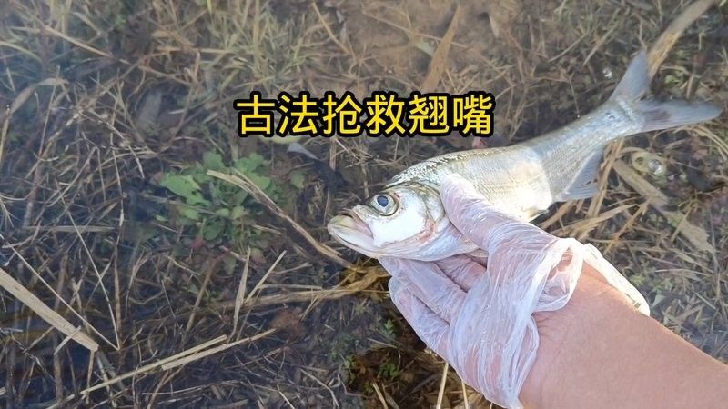 銀龍魚翹嘴怎么修復視頻教程