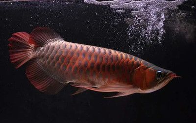 紅龍魚浮背怎么處理：紅龍魚水質管理技巧