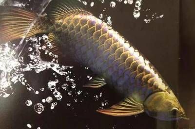 紅龍魚浮背怎么處理：紅龍魚水質管理技巧