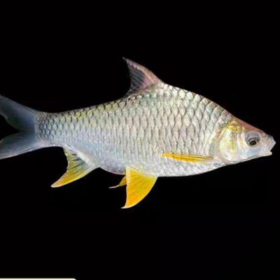 檸檬鯽品種的市場價(jià)格：廣州觀賞魚市場的檸檬鯽價(jià)格與普通鯽魚的批發(fā)價(jià)格對比