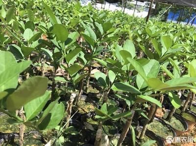 檸檬鯽品種的市場價(jià)格：廣州觀賞魚市場的檸檬鯽價(jià)格與普通鯽魚的批發(fā)價(jià)格對比