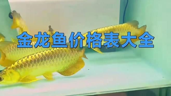 金龍魚(yú)哪個(gè)品種最便宜？