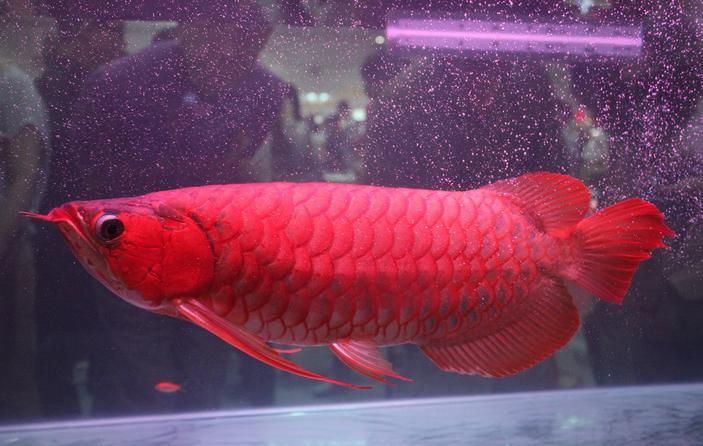 最好紅龍魚:如何挑選一條品質好的紅龍魚