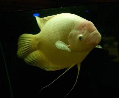 發(fā)財(cái)魚可以和龍魚混養(yǎng)嗎：發(fā)財(cái)魚可以和龍魚混養(yǎng)嗎？