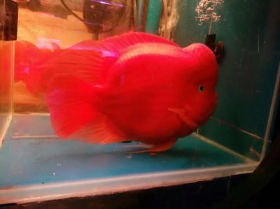 龍魚和財神魚混養：龍魚和財神魚可以混養嗎？