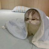 銀龍一般養(yǎng)幾條最旺