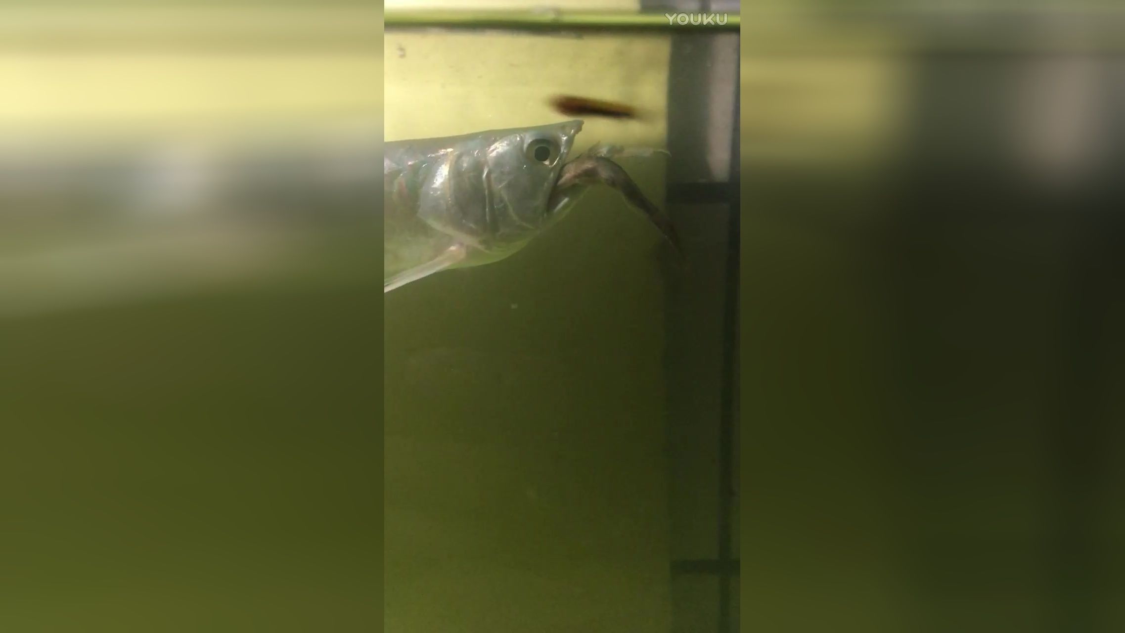 銀龍魚兇不兇（銀龍魚的性格特點）