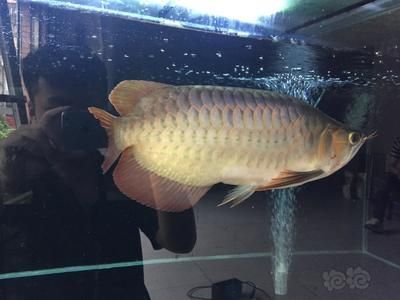 短身福龍和龍魚（短身福龍和龍魚之間存在顯著的差異和聯系）