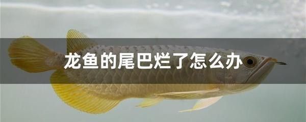 龍魚的尾巴爛了怎么辦啊：龍魚尾巴爛了可能是由多種因素引起的，龍魚爛尾后如何改善水質