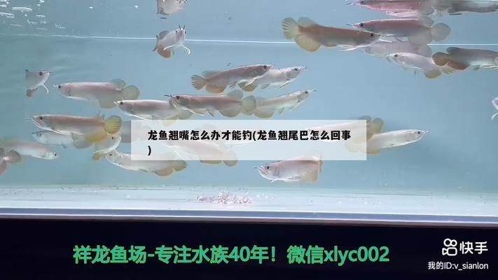 龍魚翹嘴怎么辦才能活的久：龍魚翹嘴的自然恢復時間