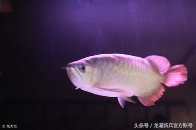 龍魚開什么顏色的燈最好：如何選擇適合的燈光顏色 龍魚開什么顏色的燈最好：如何選擇適合的燈光顏色 龍魚百科 第3張