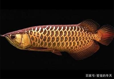 龍魚過背怎么看（如何判斷龍魚是否過背）