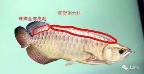 龍魚過背怎么看（如何判斷龍魚是否過背）