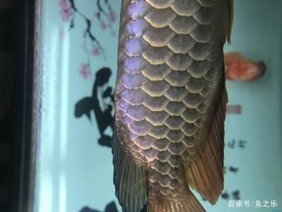 龍魚過背怎么看（如何判斷龍魚是否過背）